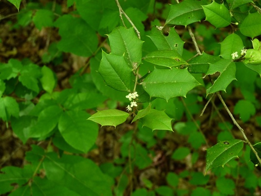 {Ilex opaca}